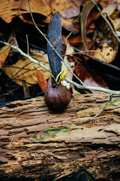 熱帯雨林ボルネオ森林フタバガキ属種子をヘリコプターします。木伝搬のフタバガキ属. - 写真・画像