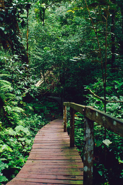 Wooden plank bridge observatory of forest in rain forest of Borneo Malaysia - Photo, Image