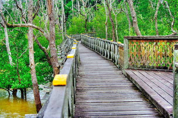 Wooden plank bridge observatory of mangrove forest in rain forest of Borneo Maleysia - Photo, Image