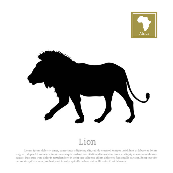 Λεπτομερείς μαύρο λιοντάρι σιλουέτα σε άσπρο φόντο. Ζώα της Αφρικής - Διάνυσμα, εικόνα