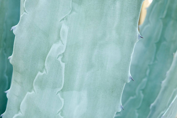 αφηρημένα φόντο textuer από succulent εγκαταστάσεις κάκτων - Φωτογραφία, εικόνα