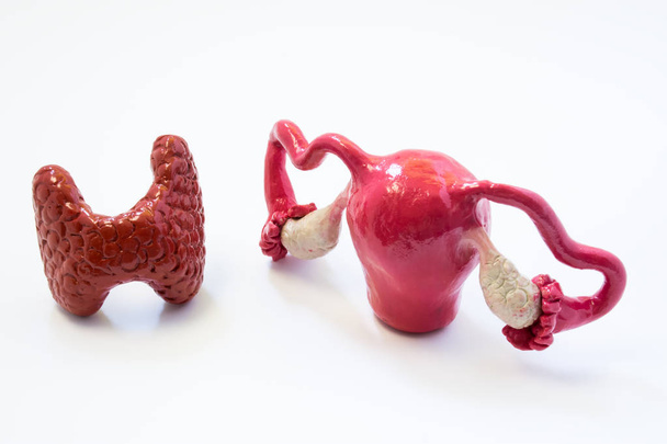 Щитовидная железа, матка и яичники вместе. Взаимодействие гормонов щитовидной железы и органов женской репродуктивной системы друг с другом функции и заболевания, такие как гипотиреоз бесплодия
 - Фото, изображение