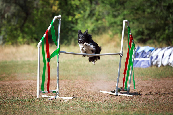Dog is flying over the barrier. Border Collie in agility, a jump over the obstacle. - Photo, Image