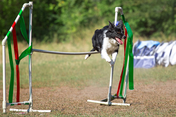 Pies pływa się przez barierę. Border Collie w agility, skok przez przeszkodę. - Zdjęcie, obraz