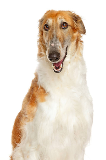 Borzoi the Russian Wolfhound on white background - 写真・画像