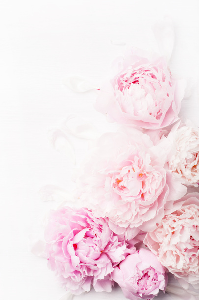piękny różowy piwonia kwiat tło - Zdjęcie, obraz