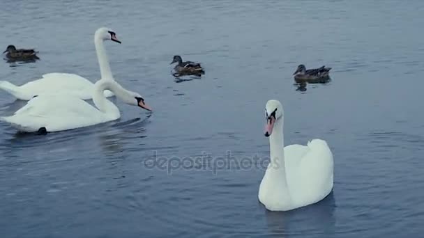 bílé labutě na vodě - Záběry, video
