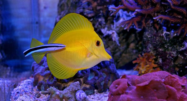 Yellow tang cleaned by Doctor wrasse - Photo, Image