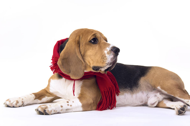 dog beagle in a red scarf  - Foto, immagini