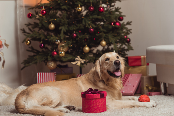 クリスマスイブの日にゴールデン ・ レトリーバー犬 - 写真・画像