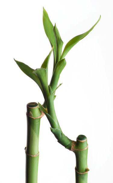 Dos bambúes
 - Foto, Imagen