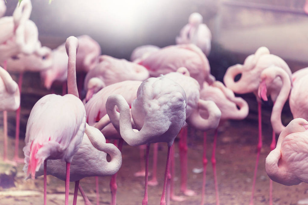 Flamingo birds in Peru - Photo, Image