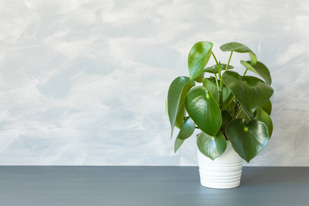 houseplant peperomia in white pot - Foto, afbeelding