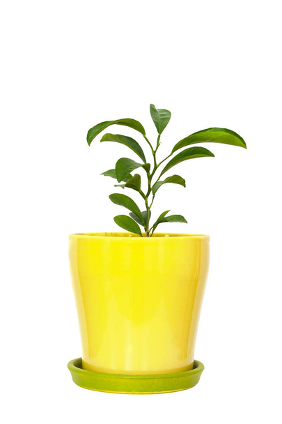 Pienet sitrushedelmäkasvit kasvavat valkoisella pohjalla eristetyssä keltaisessa ruukussa
 - Valokuva, kuva