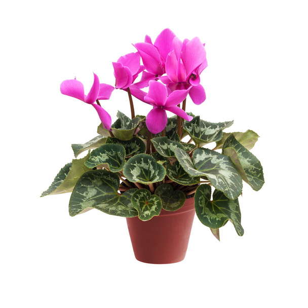 Pink cyclamen in a flower pot isolated on a white background - Photo, Image