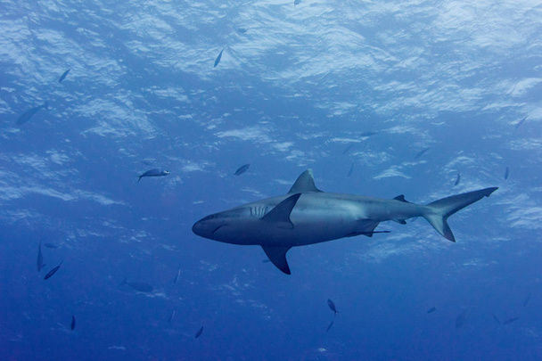 Szürke cápa készen áll a víz alatti támadást a kék - Fotó, kép
