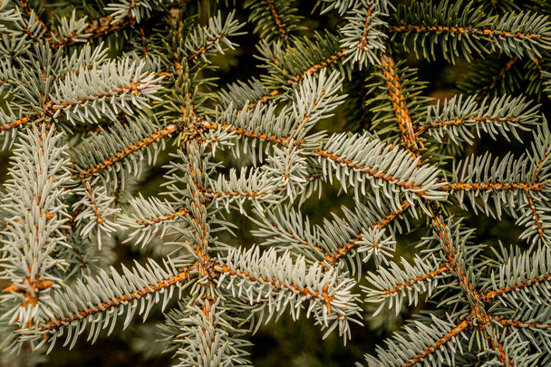 background of gray and green spruce needles - Photo, Image