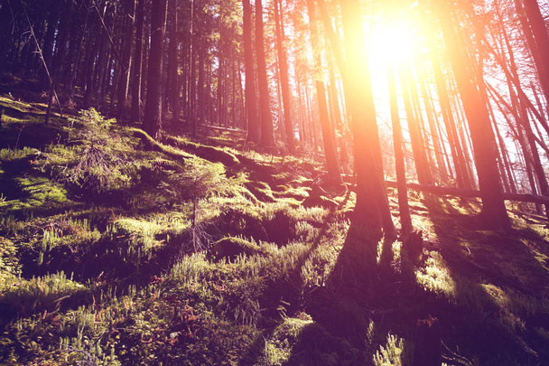 автентичний барвистий ліс на сході сонця
 - Фото, зображення
