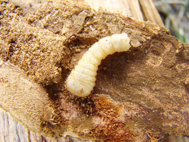 solucan böceği, bir böcek grub kabuğu böceği - Fotoğraf, Görsel