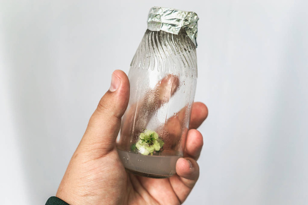 Γυάλινη φιάλη με in vitro κλωνοποιημένα microplant σε θρεπτικό υπόστρωμα στο χέρι ερευνητής - Φωτογραφία, εικόνα