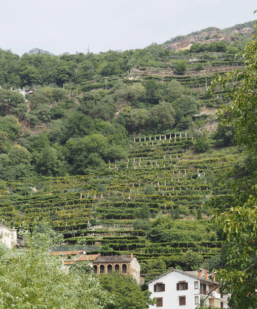 vigneto piantagione di viti in Valle d'Aosta
 - Foto, immagini
