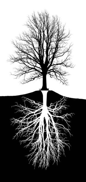 большое дерево с корнями на холме, рисунок
 - Фото, изображение
