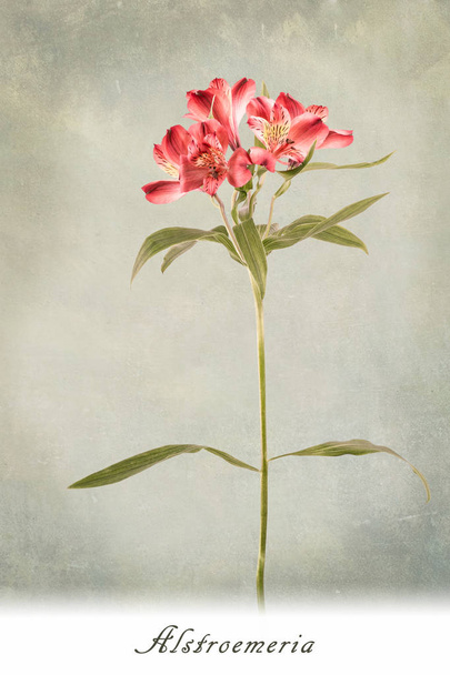 Alstremeria świeżych kwiatów ciętych - Zdjęcie, obraz