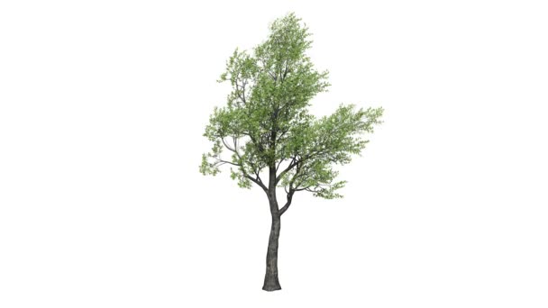 Επανάληψη 3d ρεαλιστική δέντρο που απομονώνονται σε λευκό  - Πλάνα, βίντεο