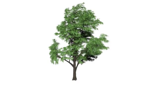 Boucle 3D arbre réaliste isolé sur blanc
  - Séquence, vidéo