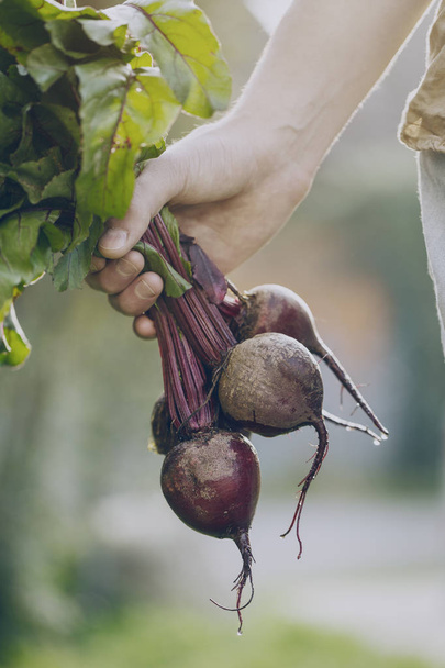 Crop person with pile of beetroot - Photo, image