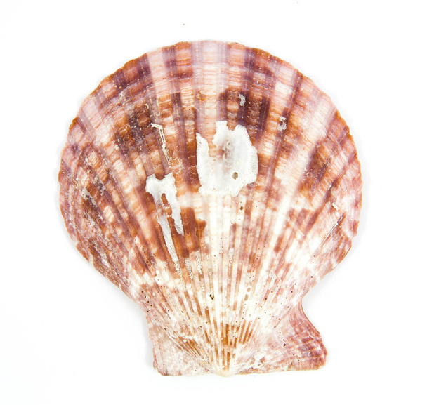 shell see pectinidae on the white background - Foto, Bild