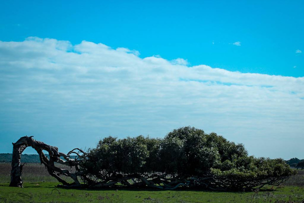 Baum wächst aufgrund starker Winde nieder, Westaustralien - Foto, Bild