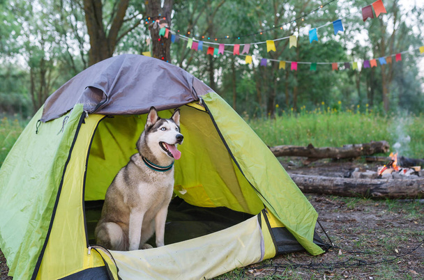 日没時、夜にテントの横に自然に座っているハスキー犬 - 写真・画像