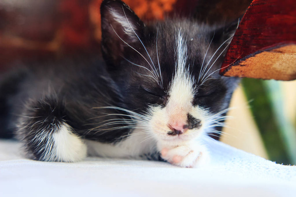 close up of  little cat sleeping - Photo, image