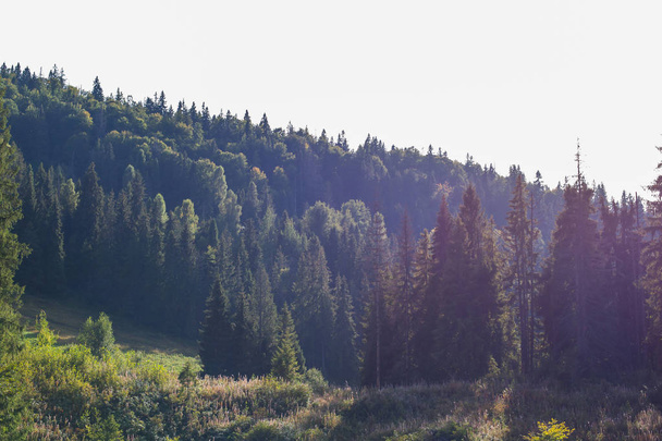 вічнозелені дерева на тлі гір і блакитне небо з хмарами
 - Фото, зображення