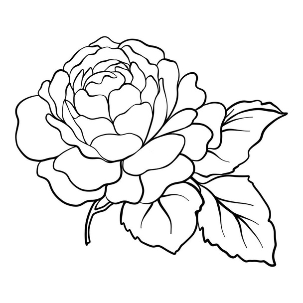 Isolated rose. Outline drawing. Stock vector illustration. - Vecteur, image