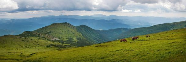 Панорамное фото выпаса лошадей на высокогорных пастбищах в Карпатах
.  - Фото, изображение