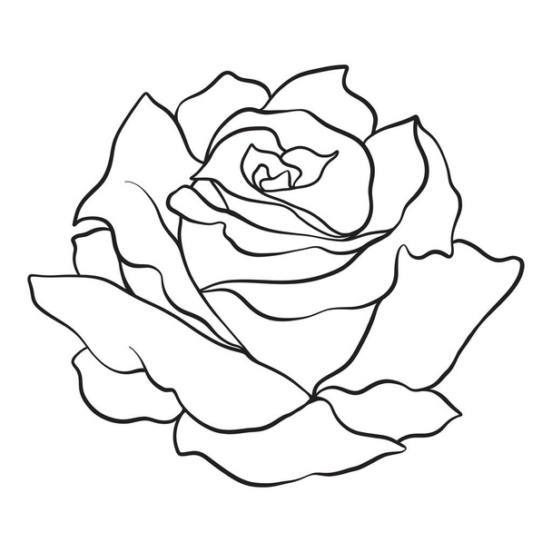 Isolated rose. Outline drawing. Stock vector illustration. - Vector, imagen