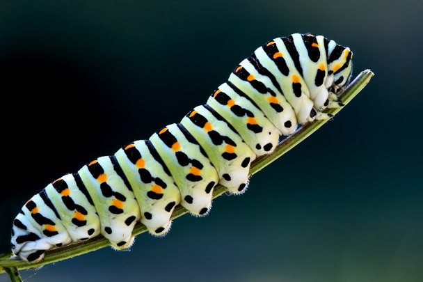 Caterpillar papilio macaone yeşil dalı - Fotoğraf, Görsel