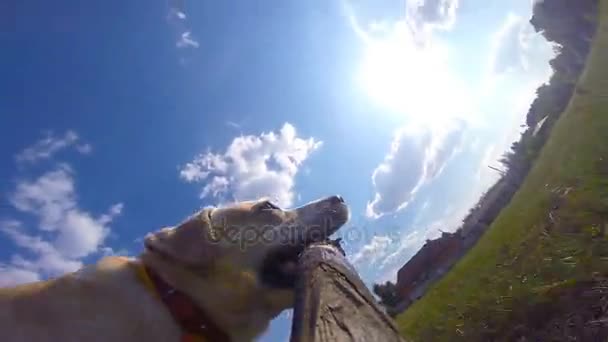 Ιδιοκτήτης και του οικόσιτου ζώου παίζουν έξω στην φύση το καλοκαίρι. Σκύλο φυλής Λαμπραντόρ ή χρυσόs retriever που τρέχει με το ραβδί στο στόμα που είναι εξωτερική στο πεδίο. Συννεφιά με ήλιο στο φόντο. Κοντινό πλάνο - Πλάνα, βίντεο