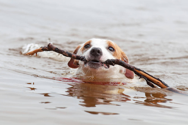 Jack Russell terrier cão - Foto, Imagem