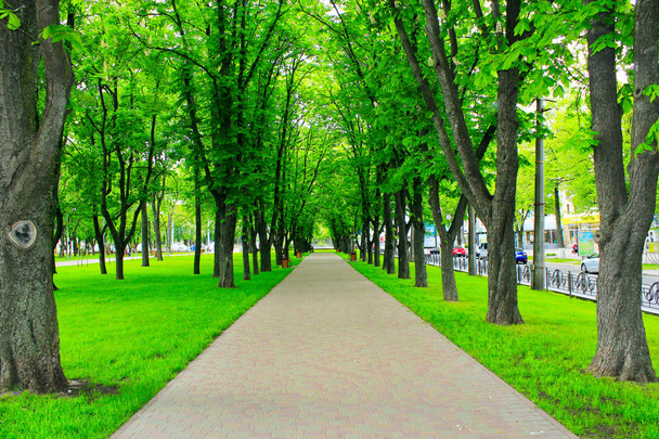 Beau parc avec de nombreux arbres verts et sentier
 - Photo, image