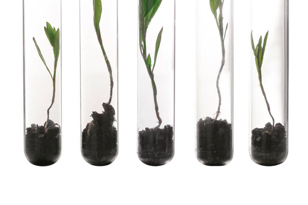 Plants in test tubes  - Photo, Image