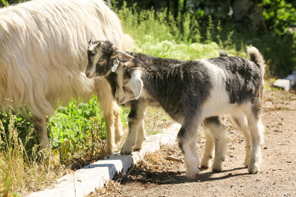 Adorable funny goats gazing on farm - Foto, Imagen