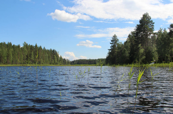 Florestas típicas de abeto da natureza finlandesa perto do lago
 - Foto, Imagem