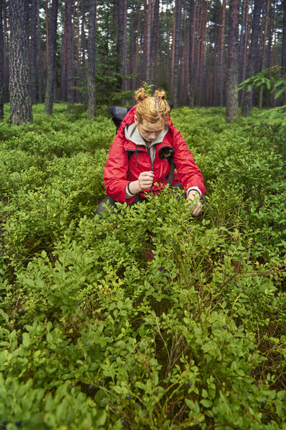 Mujer de abrigo rojo recogiendo arándanos en el bosque
 - Foto, Imagen