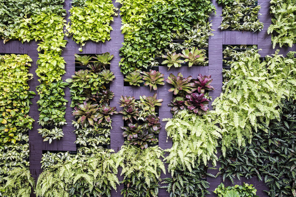 Wall decoration of vertical garden - Photo, Image