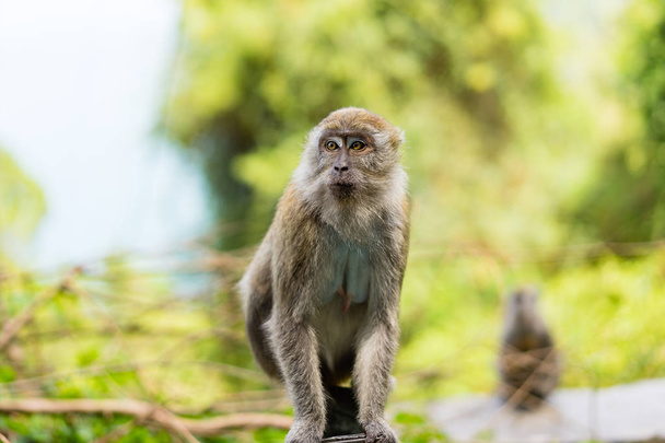 Erkek uzun kuyruklu makak - Fotoğraf, Görsel