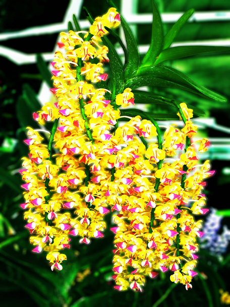 Orchideák; Orchidea virág; Orchidea a természetes háttér; természetes virág; Flóra  - Fotó, kép