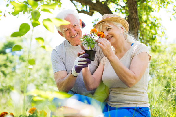 Senior couple gardening - Foto, immagini
